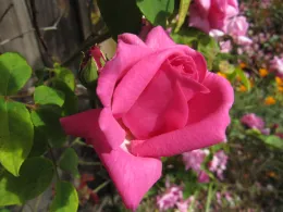 Close-up of a vibrant pink 'Zephirine Drouhin' rose with green leaves and a rosebud, set against a blurred floral background.
