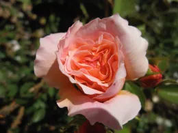 Close-up of an orange-pink Tamora English rose with layered petals and red rose buds nearby against a blurred green background.