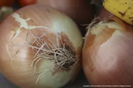 Close-up of round yellow onions with papery, golden-brown skins and visible roots.
