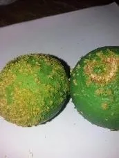 lemon chimera compressed