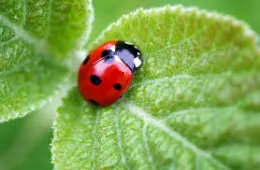 lady bug1