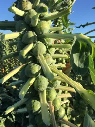 A close-up view of a Brussels sprouts stalk with clusters of green sprouts and broad green leaves against a clear blue sky.