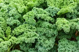 A dense cluster of vibrant green kale leaves with curly edges, showcasing various shades of green.