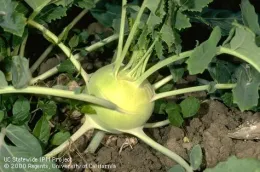 Pale green kohlrabi bulb with radiating stems and leaves growing in garden soil.