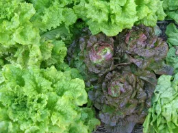 A close-up view of different lettuce types, showcasing two heads of reddish-purple Carmona lettuce surrounded by bright green crinkled leaves of Black Seeded Simpson lettuce.