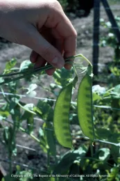 A hand holding two green snow pea pods, backlit with sunlight so the peas inside can be seen, in a garden setting.