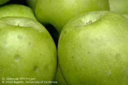 Bitter pit spots on green apples