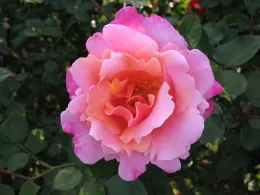 A close-up of a 'Pink Pillar' rose in full bloom, featuring soft pink petals with deeper pink edges and yellow stamens at the center, against a backdrop of green foliage.