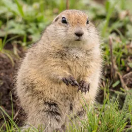 gopher-control-colorado