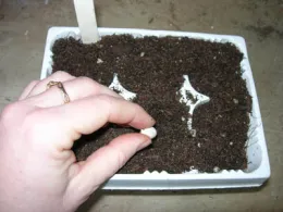 Person's hand planting a seed in 6-pack