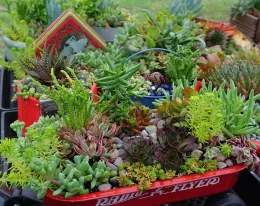 A miniature red Radio Flyer wagon filled with a dense, colorful variety of succulents and decorative pebbles.