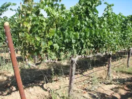 A red winegrape canopy