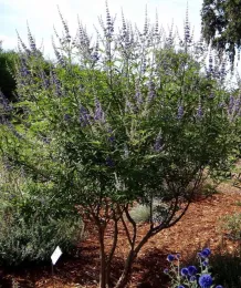 Chaste tree by B. McGhie