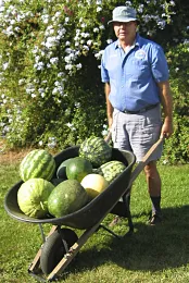 A man on a lawn holding a wheelbarrow filled with various watermelons against a backdrop of flowering shrubs.