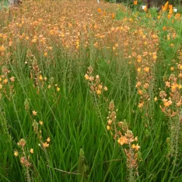 Bulbine and CA poppy