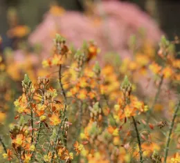 Sedum 'Autumn Joy' and Cape balsam