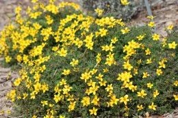 Bidens 'Sundrop'