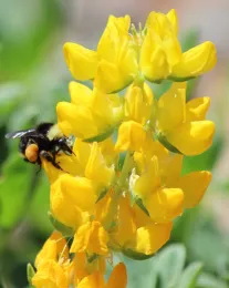 Yellow lupine