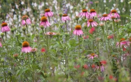 Coneflower 'Magnus'