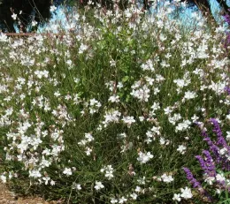 Gaura