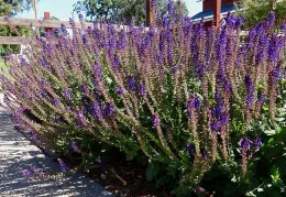 May Night Sage (Salvia 'May Night'), B. McGhie