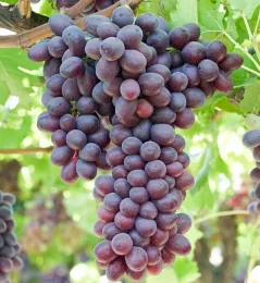 Uvas Scarlet Royal