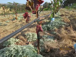 Vine with red curled leaves from vole damage.