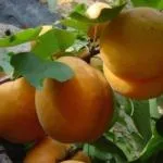 apricot