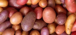 A variety of harvested and washedred, yellow, and red potatoes