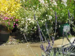 Erigeron karvinskianus aka Santa Barbara Daisy, or Latin American Fleabane, in the backdrop - a sweet addition to the landscape but very tenacious.