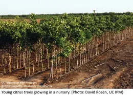 Young citrus trees growing in a nursery.