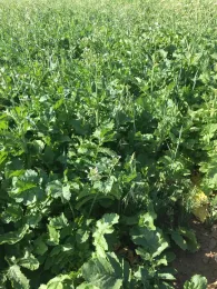 Cover crop mix at USDA-NRCS Plant Materials Center provides an example of a 60-day cover crop receiving no irrigation. Photo courtesy of Margaret Smither-Kopperl.