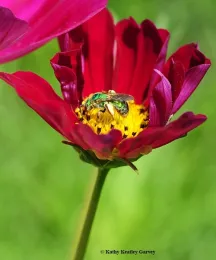 A female green sweat bee, Agapostemon texanus, on cosmos. (Photo by Kathy Keatley Garvey)