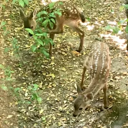 Twin Columbian black-tailed deer