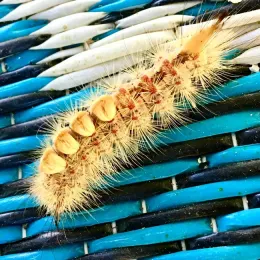 Western tussock moth