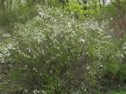 Spiraea thunbergii in flower, Wikipedia