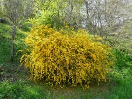 Kerria japonica pleniflora, Wikipedia