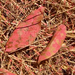 Fire retardent on California Laurel (Umbellularia californica) leave
