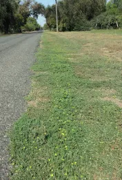 Puncturevine along road, J. Alosi
