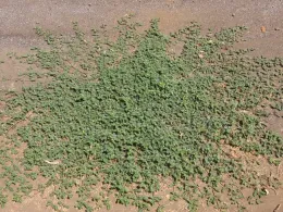 Puncturevine raditing from taproot, J. Alosi