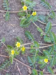 Puncturevine flowers, J. Alosi