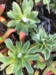 Meadow spittlebugs in three rosettes at the Bodega Marine Reserve. (Photo by Mikaela Huntzinger)