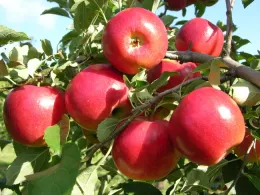 winesap apple