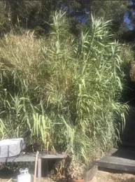 Giant Reed clump