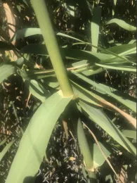 Arundo leaf connection