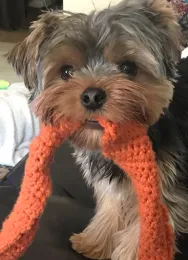 Alfy. Photo by Evett Kilmartin