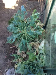 Who's Been Eating My Cabbage?