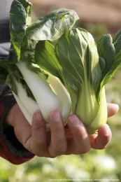 A hand holding multiple white stalks of fresh bok choy with green leaves.