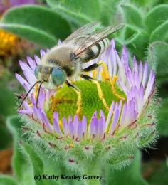 This is a sand wasp, Bembix americana (identified by Lynn Kimsey) and photographed at Bodega Bay. The female ruby-tailed wasp female lays her eggs in the nests of unsuspecting hosts, including the sand wasp. (Photo by Kathy Keatley Garvey)
