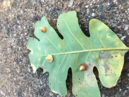 Oak Leaf Gall